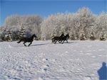 Paarden in de sneeuw