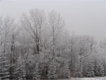 Bevroren mist op de bomen