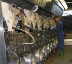 Niels in de melkstal