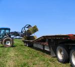 Het laden van luzerne balen