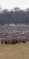 Kudde Elks achter de boerderij